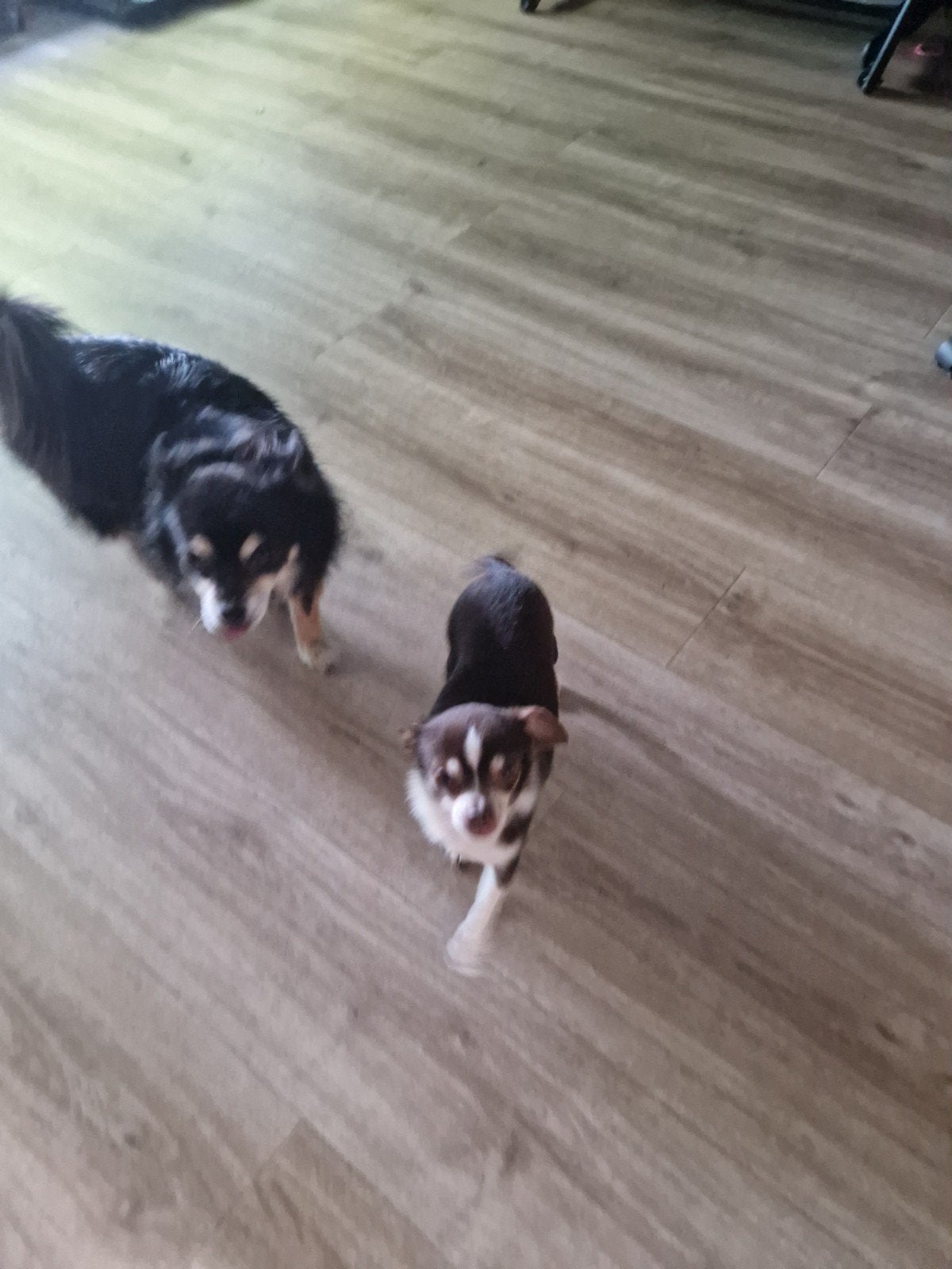 opzoek naar een nieuw huisje voor deze 2 chihuaha s, Dieren en Toebehoren, Honden | Chihuahua's en Gezelschapshonden, 6 jaar of ouder