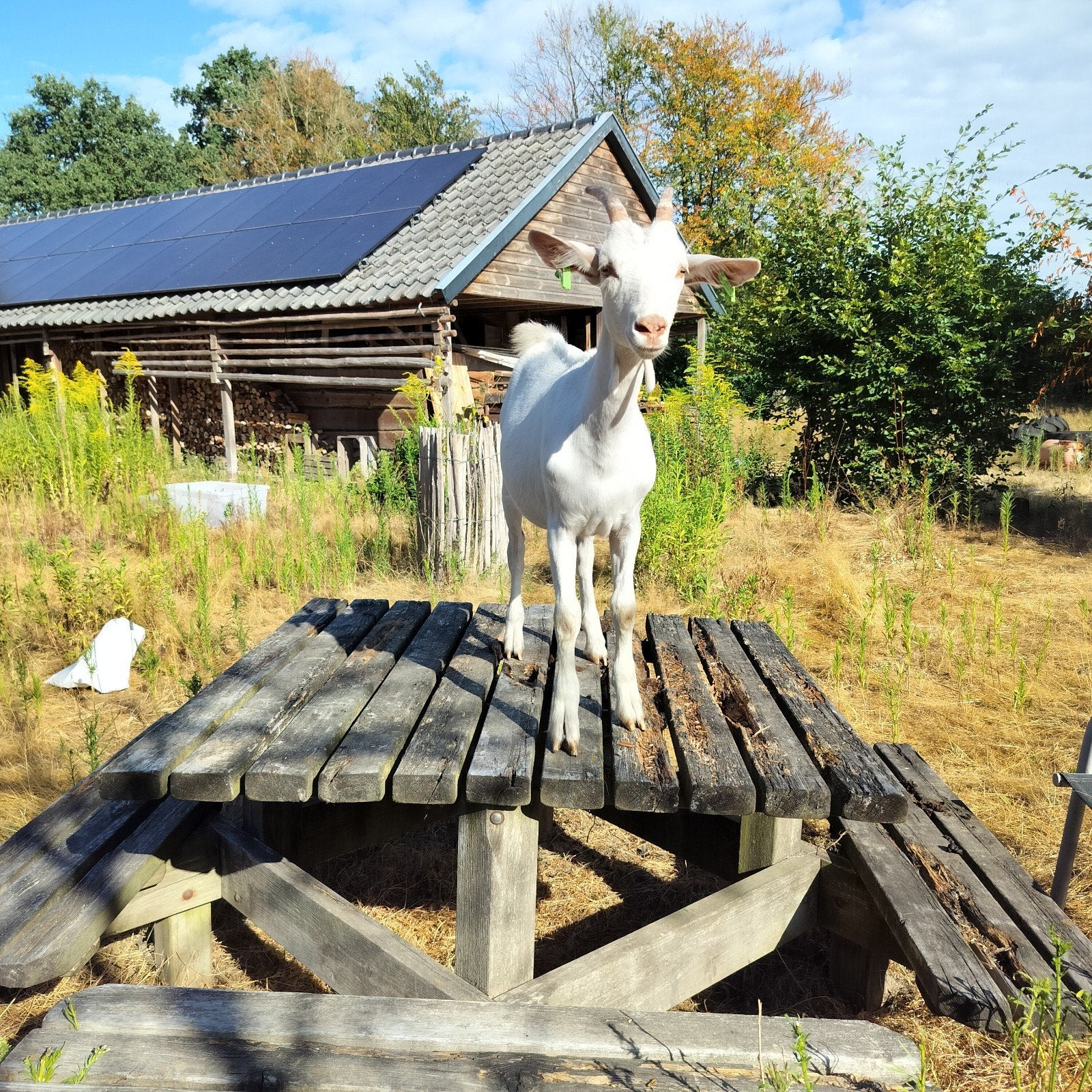 Lieve Nederlandse melkgeit, Dieren en Toebehoren, Schapen, Geiten en Varkens, Vrouwelijk, Geit, 0 tot 2 jaar