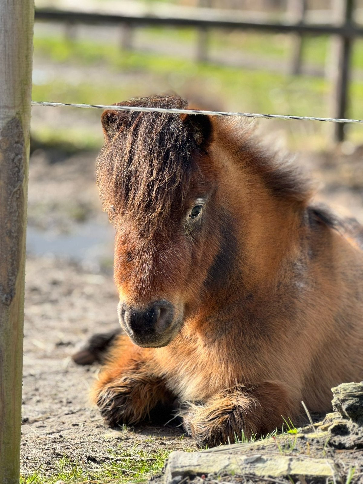 Super lieve en knappe shetlander te koop, Dieren en Toebehoren, Pony's, Merrie, Niet van toepassing, A pony (tot 1.17m), 3 tot 6 jaar