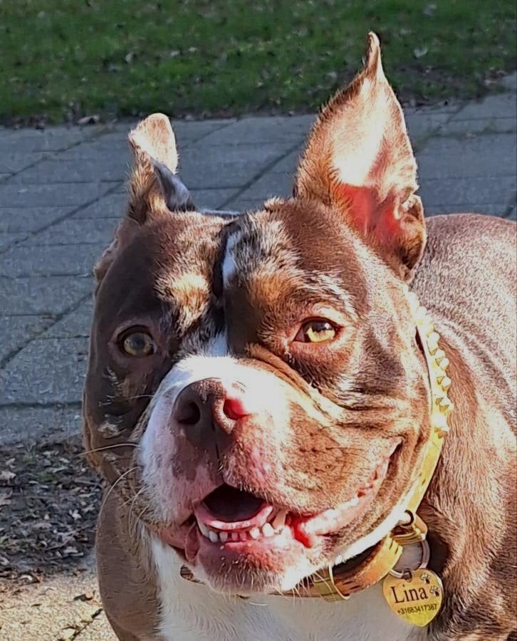 Gezocht dekreu American bully (kruising), Dieren en Toebehoren, Honden | Dekreuen, Parvo, Teef, Eén hond, 3 tot 5 jaar