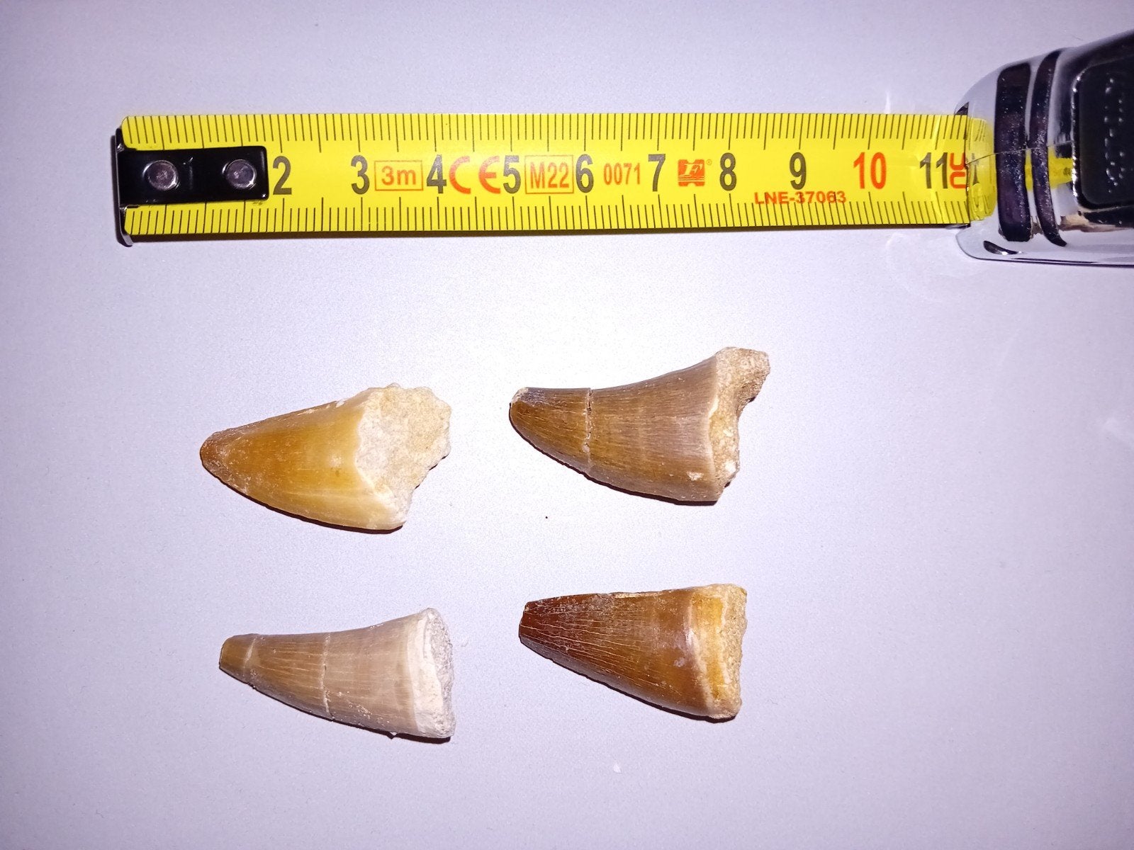 set van 4 mosasaurus tandjes, Ophalen of Verzenden, Fossiel