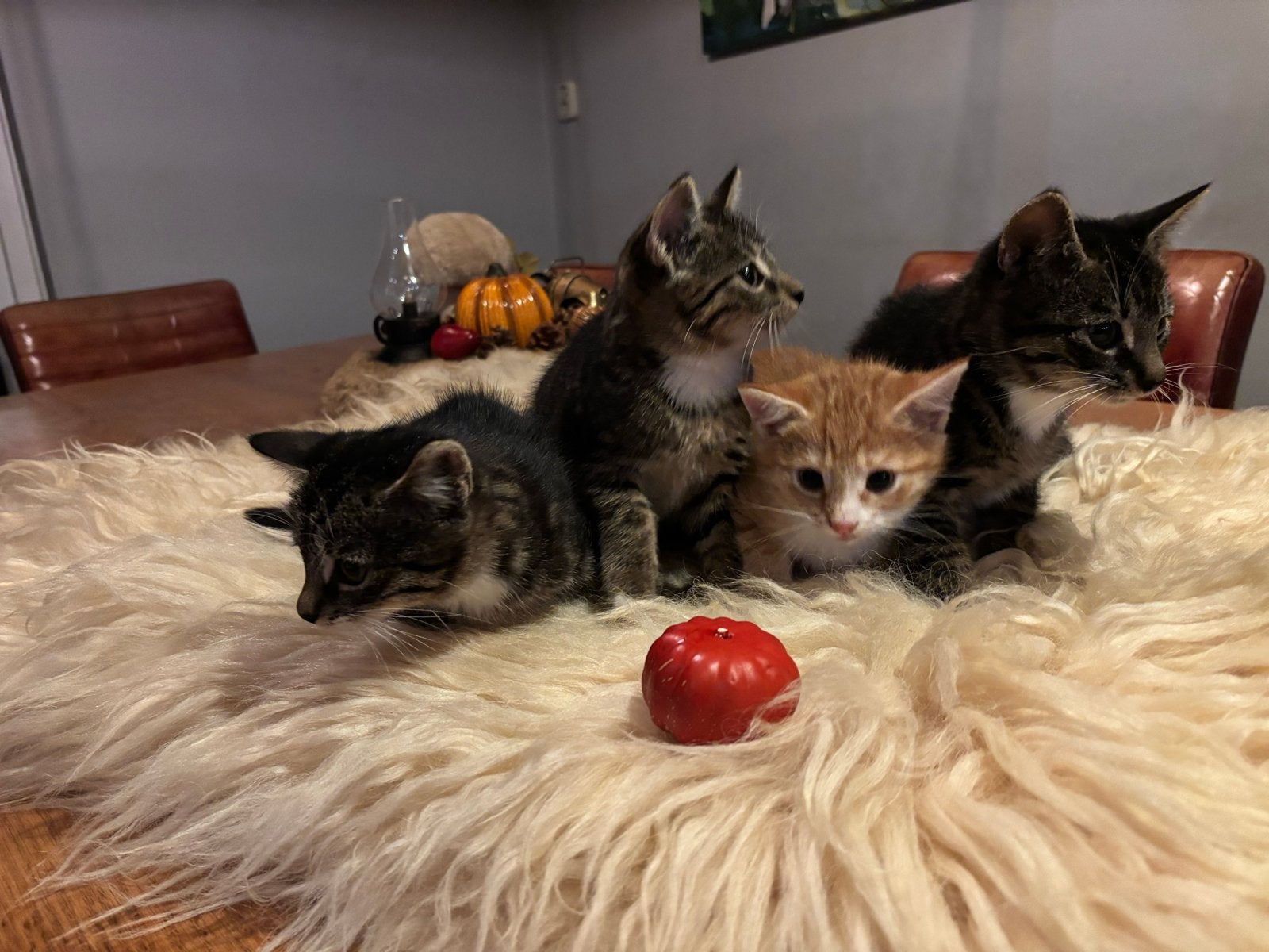 Zeer lief en aanhankelijk nestje kittens !, Dieren en Toebehoren, Meerdere dieren, Kortharig, 0 tot 2 jaar