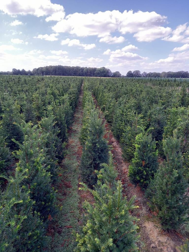 Taxus Baccata te koop, Ophalen of Verzenden, Bloeit niet, Halfschaduw, Overige soorten