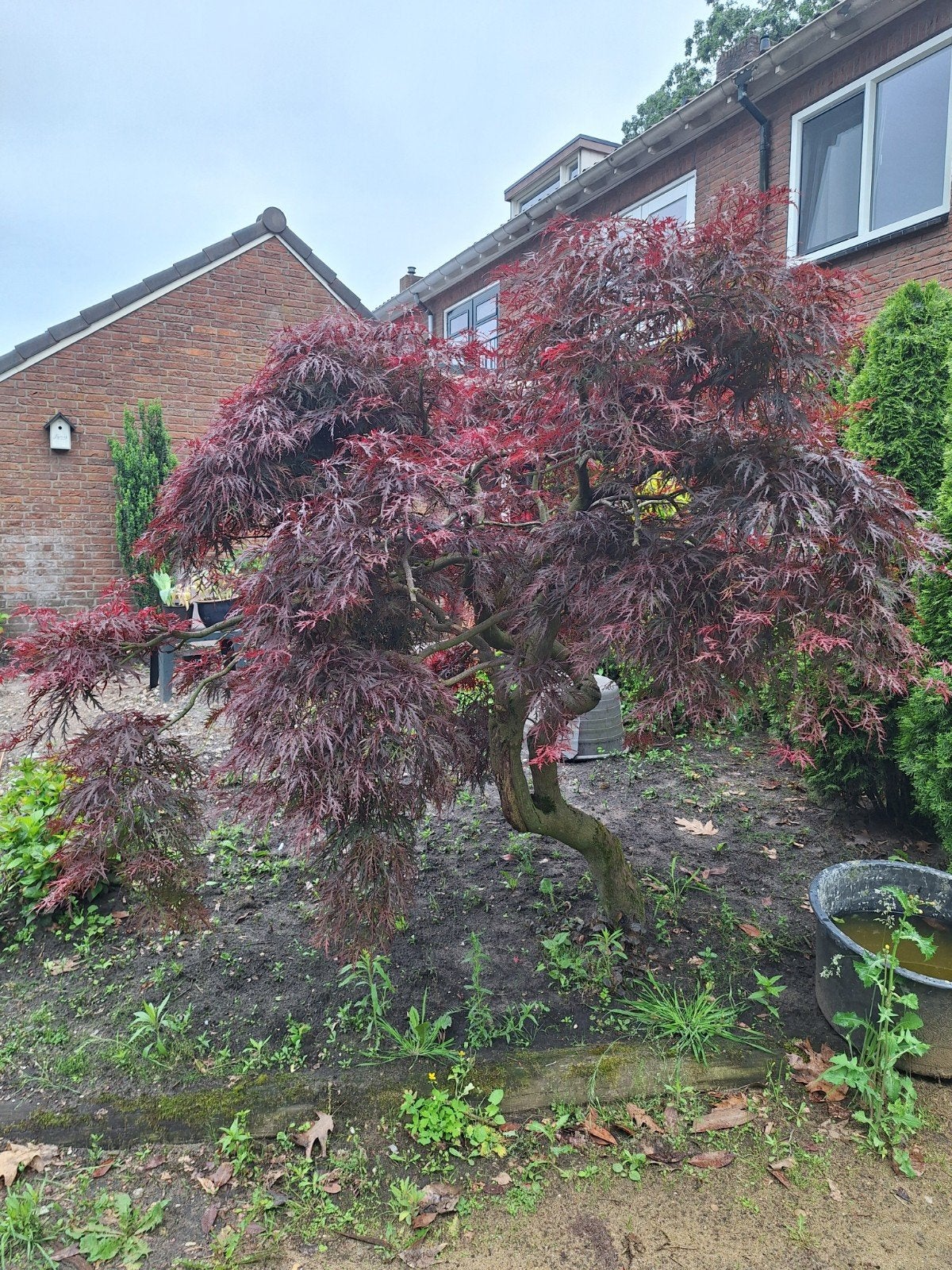 Japanse esdoorn Acer palmatum 'Garnet',, Tuin en Terras, Planten | Bomen, Bloeit niet, Halfschaduw, 100 tot 250 cm, Overige soorten