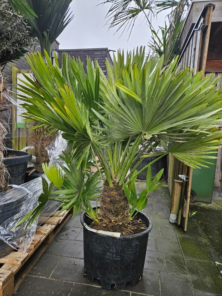 chamaerops humilis vulcano palm, Ophalen of Verzenden, Bloeit niet, Overige soorten, Volle zon