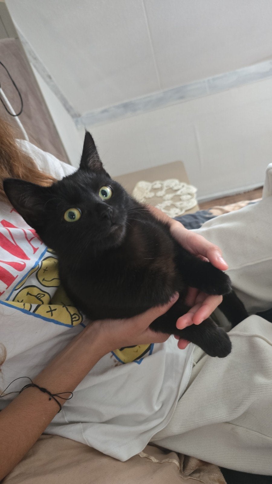 kat britste korthaar, Dieren en Toebehoren