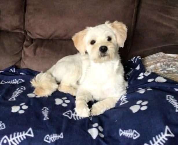 Leo zoekt baasje, Dieren en Toebehoren, Honden | Chihuahua's en Gezelschapshonden, Maltezer, Particulier, Reu, 1 tot 2 jaar