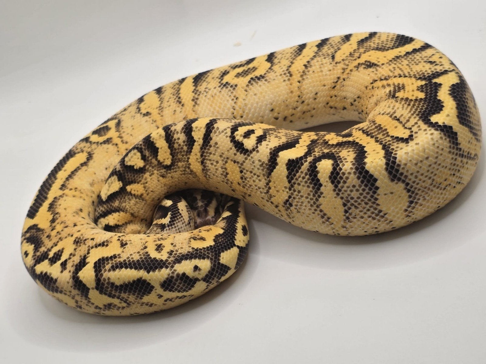 koningspython ballpython python regius, Slang, 0 tot 2 jaar