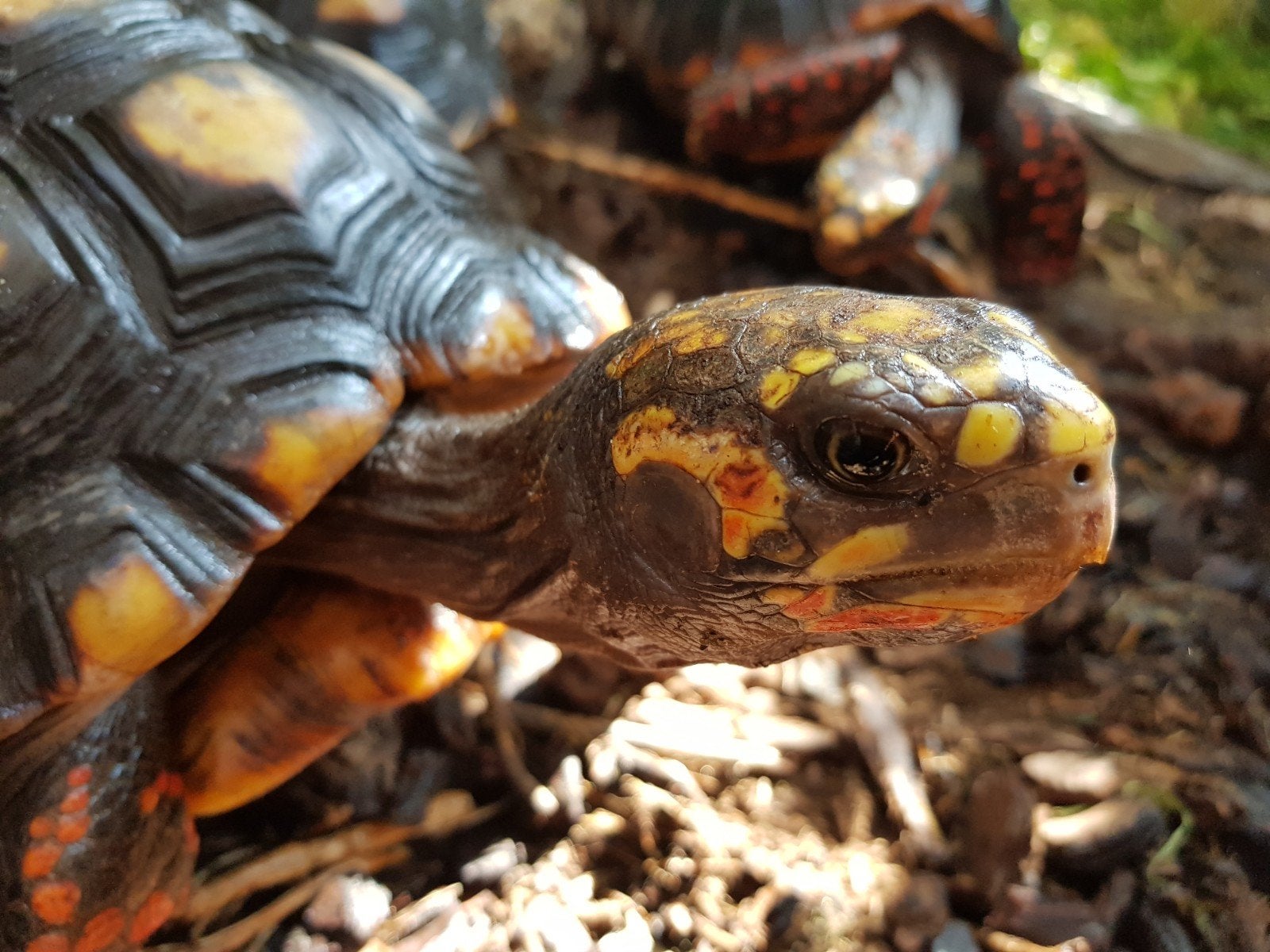 Kolenbranderschildpad – Chelonoidis carbonarius – nk 2025 Tortoise photo 19