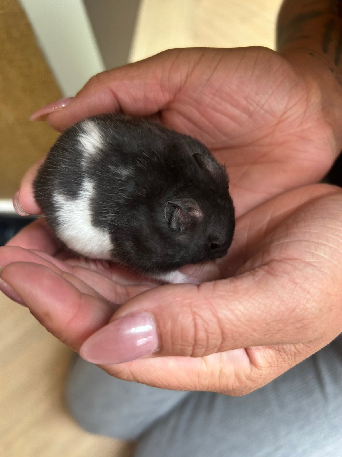 Goudhamsters, Dieren en Toebehoren, Knaagdieren, Hamster, Juni, Meerdere dieren, Tam