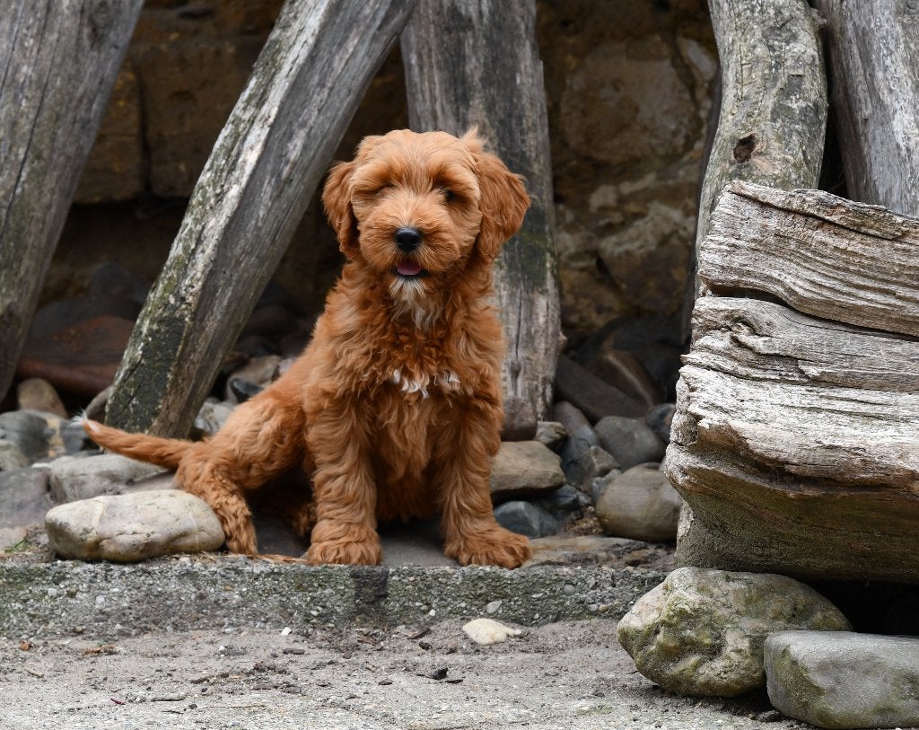 Super mooie Australian Labradoodle pups uit geteste ouders., Parvo, Nederland, Overige rassen, 8 tot 15 weken