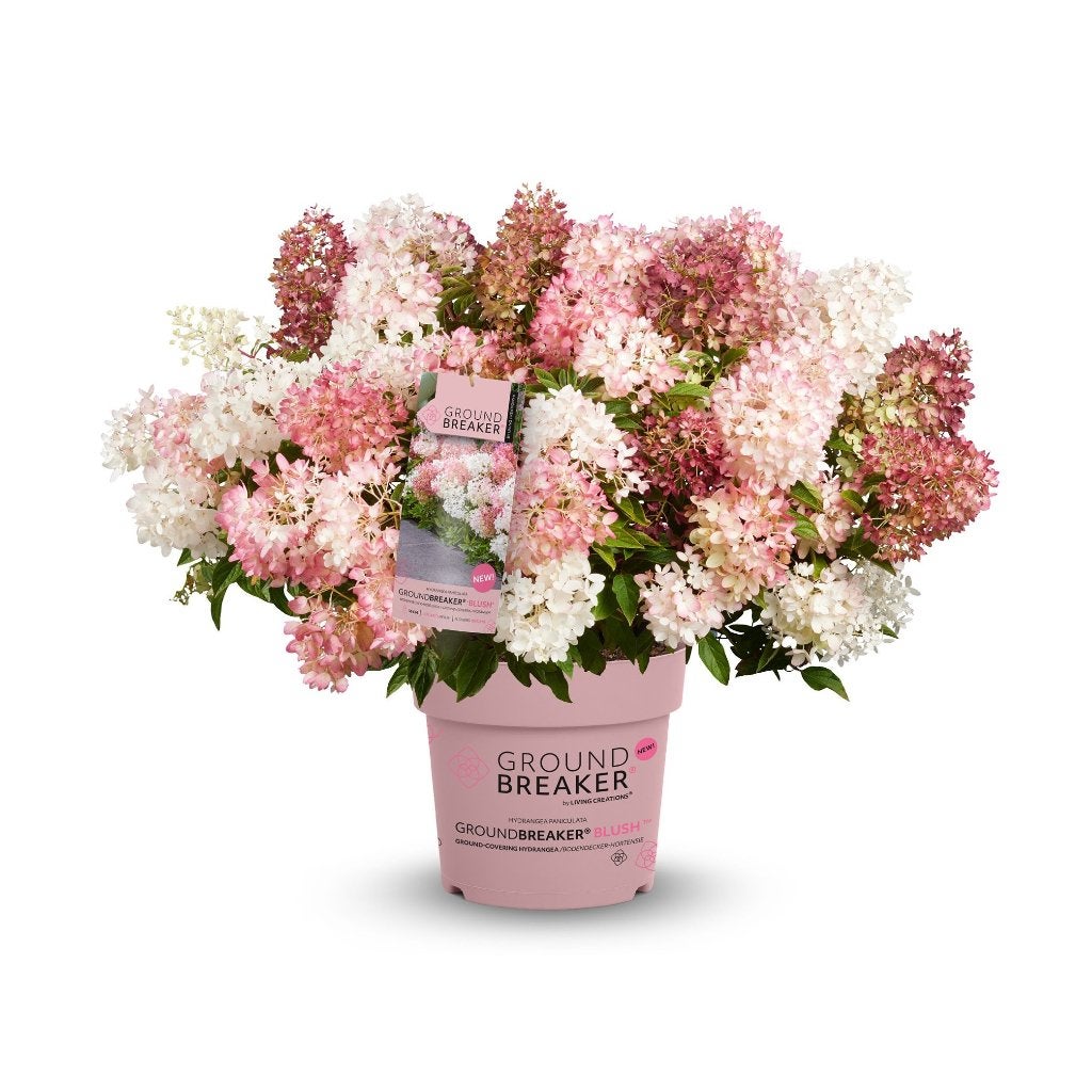 Hydrangea Groundbreaker (LAAG blijvend!) NIEUW!, Bodembedekkers, Volle zon, Vaste plant, Ophalen of Verzenden