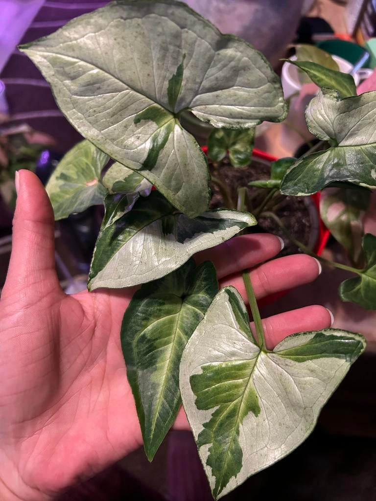 Syngonium podophyllum “Three Kings” - 4 planten in 1 pot, Ophalen, Overige soorten, Halfschaduw, In pot