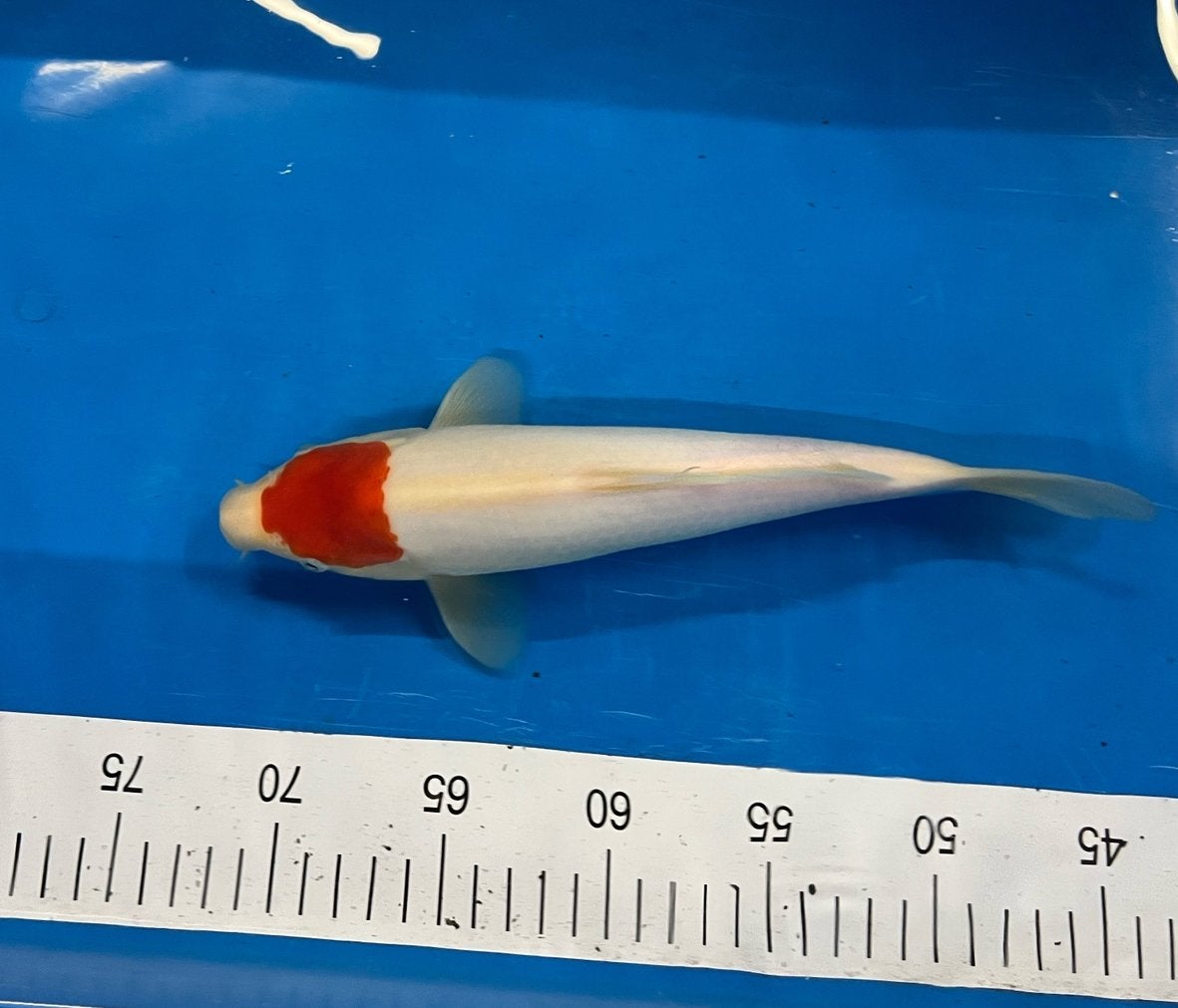 Tancho koi, Karper of Koi