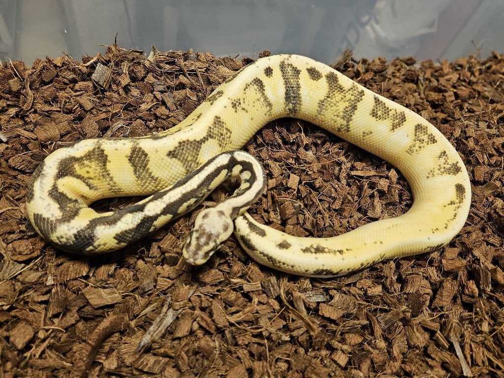 LAST MINUTE HOUTEN DEALS - Diverse koningspythons Ball Python photo 5