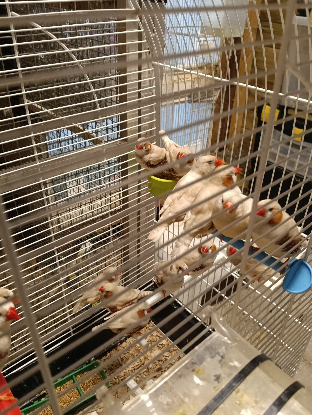 Zebravinken 5 mannen en 3 vrouwen liefst in 1 koop, Meerdere dieren, Tropenvogel