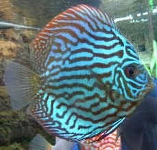 Brilliant Turquise Discus – ca. 8 cm - Koidream Valburg