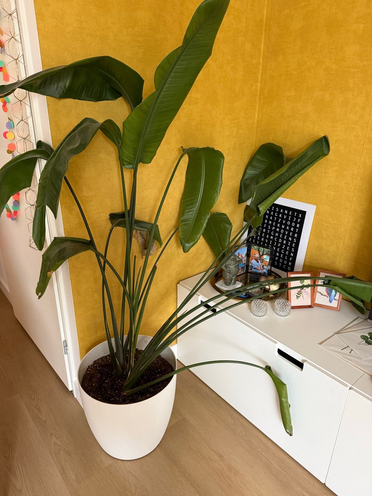 Mooie Strelitzia inclusief Elho pot met wieltjes, Ophalen, Overige soorten, In pot, 150 tot 200 cm