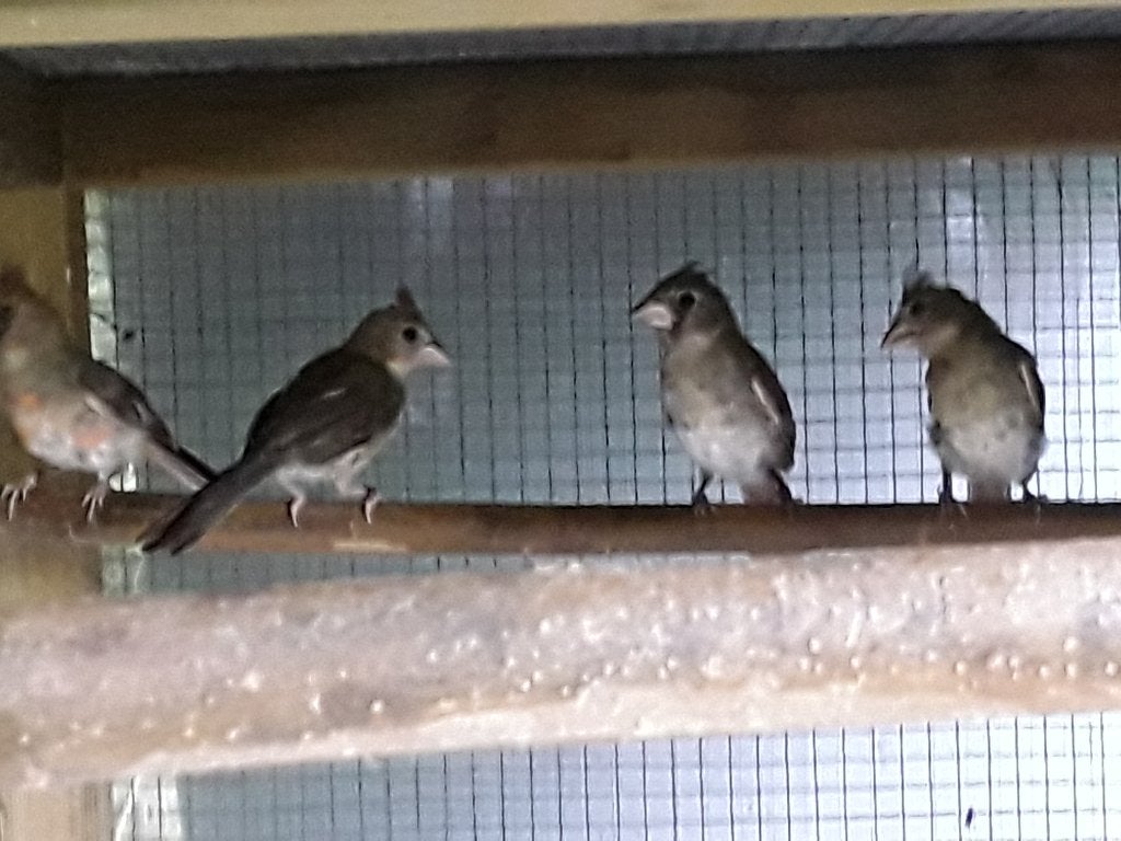 Rodekardinaal  man, Dieren en Toebehoren, Mannelijk, Tropenvogel, Geringd