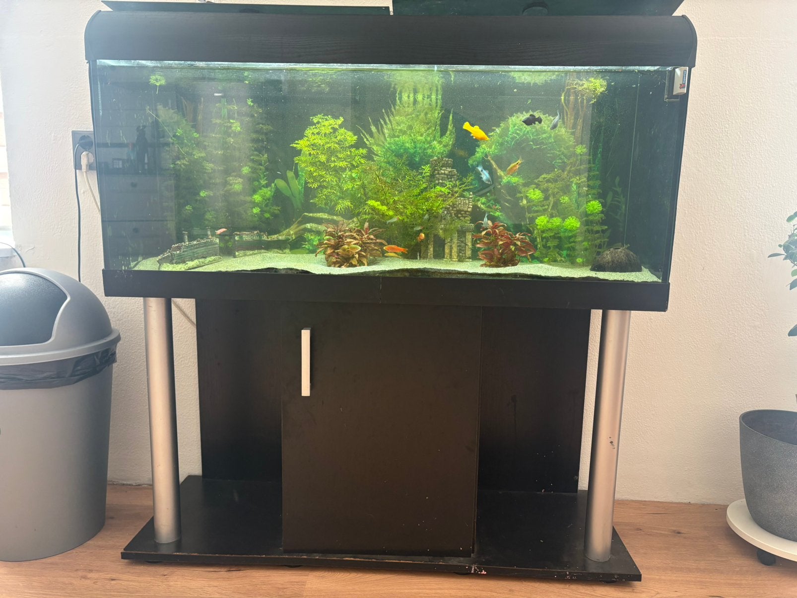 Gevuld zoetwater aquarium 120cm, Ophalen, Gebruikt, Inclusief vissen, Gevuld zoetwateraquarium