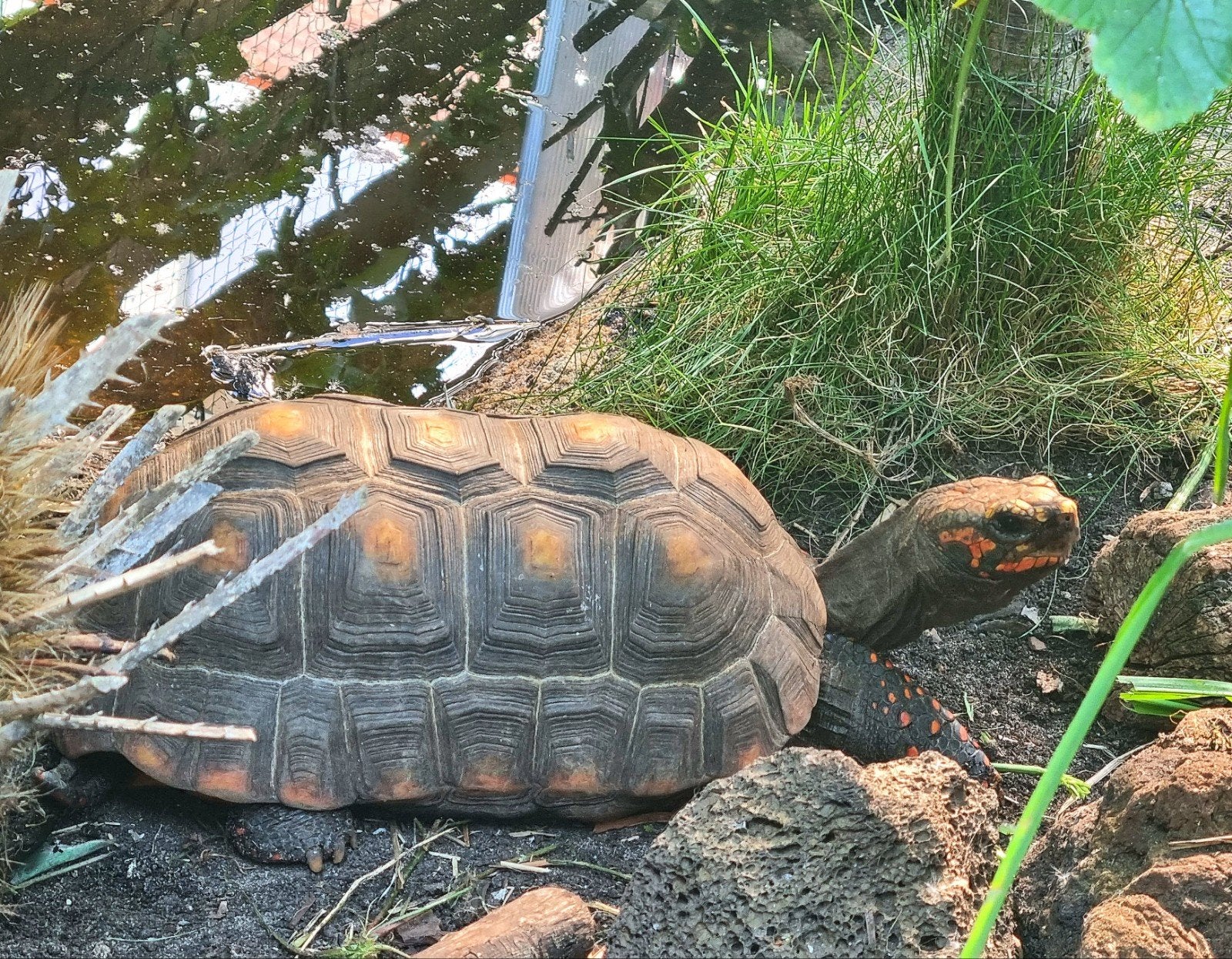 Kolenbranderschildpad – Chelonoidis carbonarius – nk 2025 Tortoise photo 16