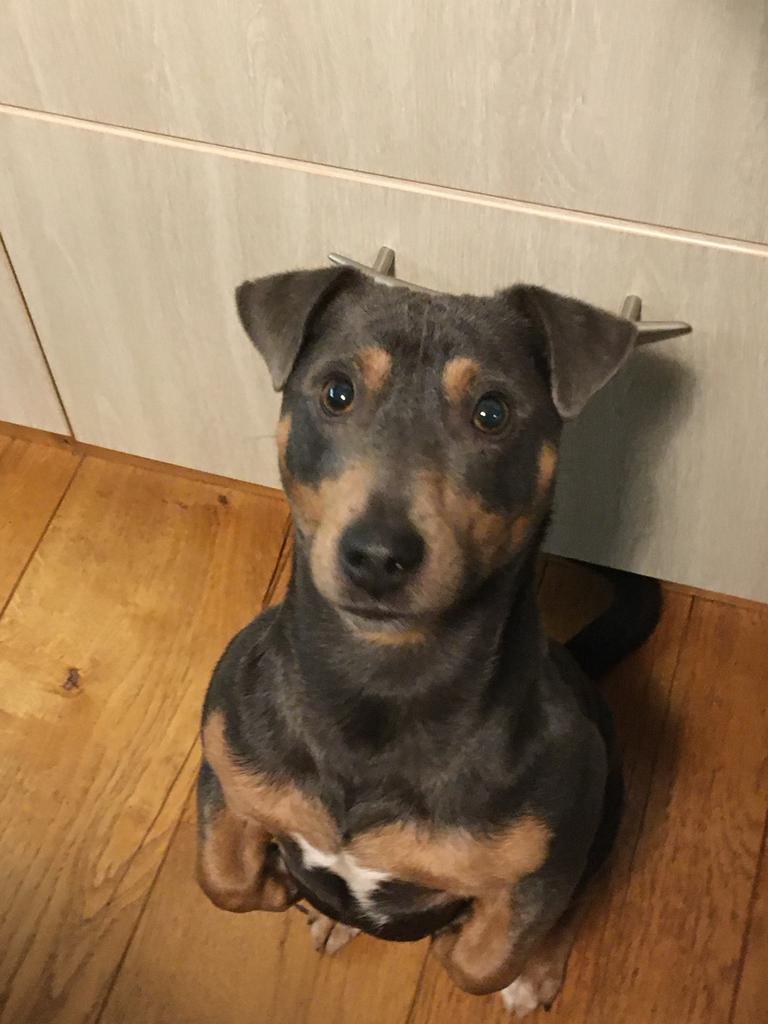Jack russel dekreu, Dieren en Toebehoren, 6 jaar of ouder, Reu, Parvo, Eén hond