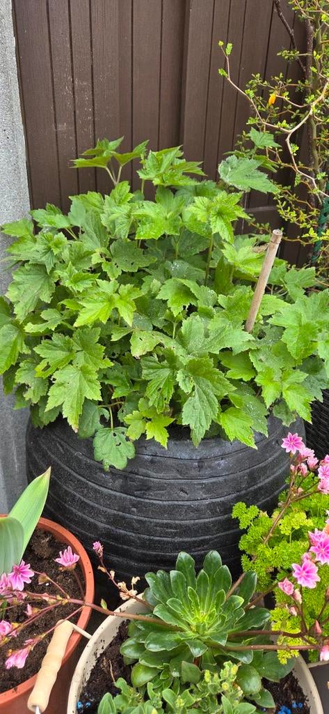 2 buitenpotten met Anemoon planten - zie foto 3, Tuin en Terras, Planten | Tuinplanten, Vaste plant, Halfschaduw, Herfst, Ophalen