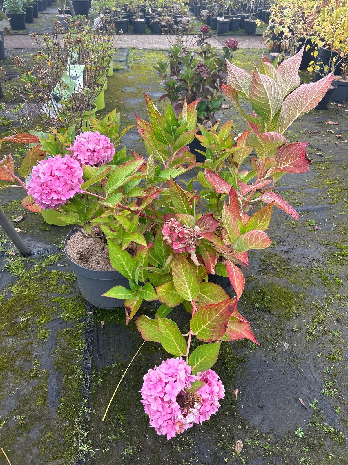 Roze Hortensia in 15 liter pot - Prachtige bloeier!, Tuin en Terras, Vaste plant, Halfschaduw, Zomer, Ophalen