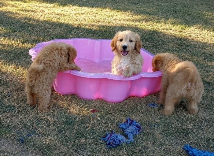 Geteste met fleece wavyvacht Labradoodle x Goldendoodle pups, Dieren en Toebehoren, Honden | Niet-rashonden, Parvo, 8 tot 15 weken