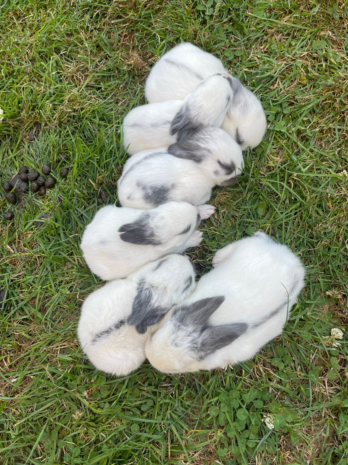 Jonge konijnen, Dieren en Toebehoren, Geslacht onbekend, Middelgroot, 0 tot 2 jaar