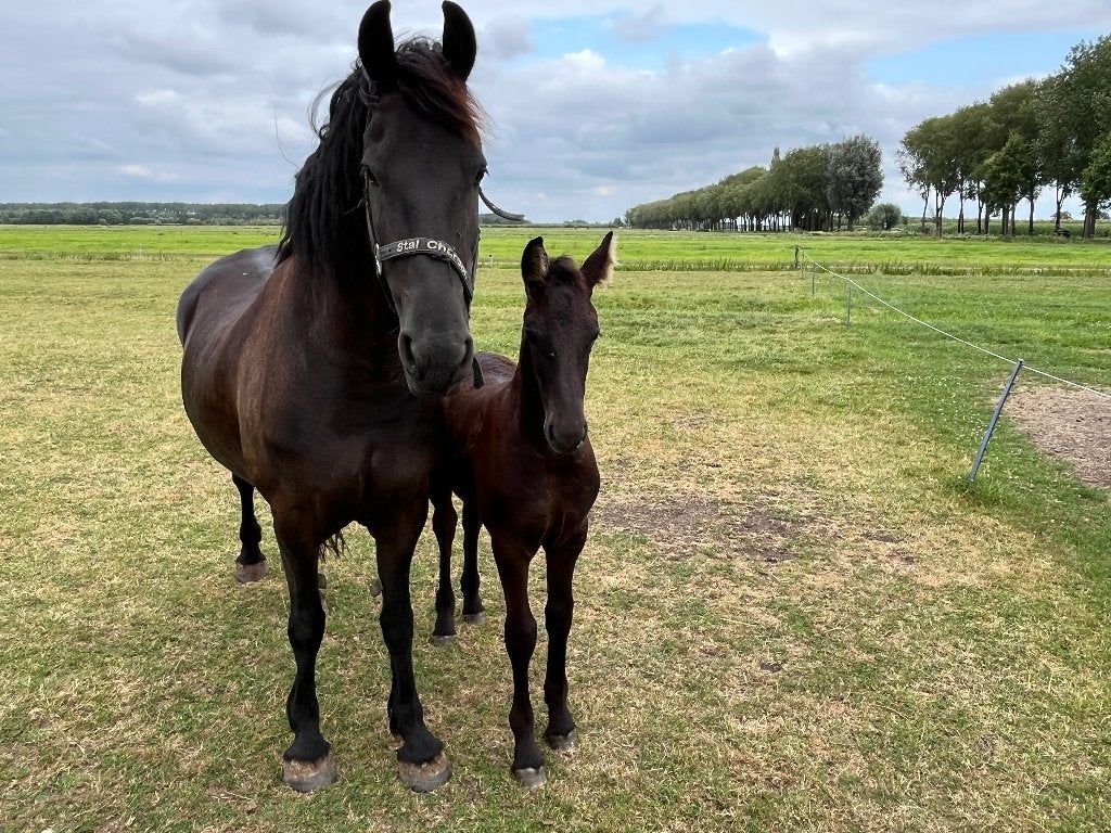 Fries hengstveulen van jonge hengst te koop, Dieren en Toebehoren, Paarden, Minder dan 160 cm, Met stamboom, Dressuurpaard, 0 tot 2 jaar