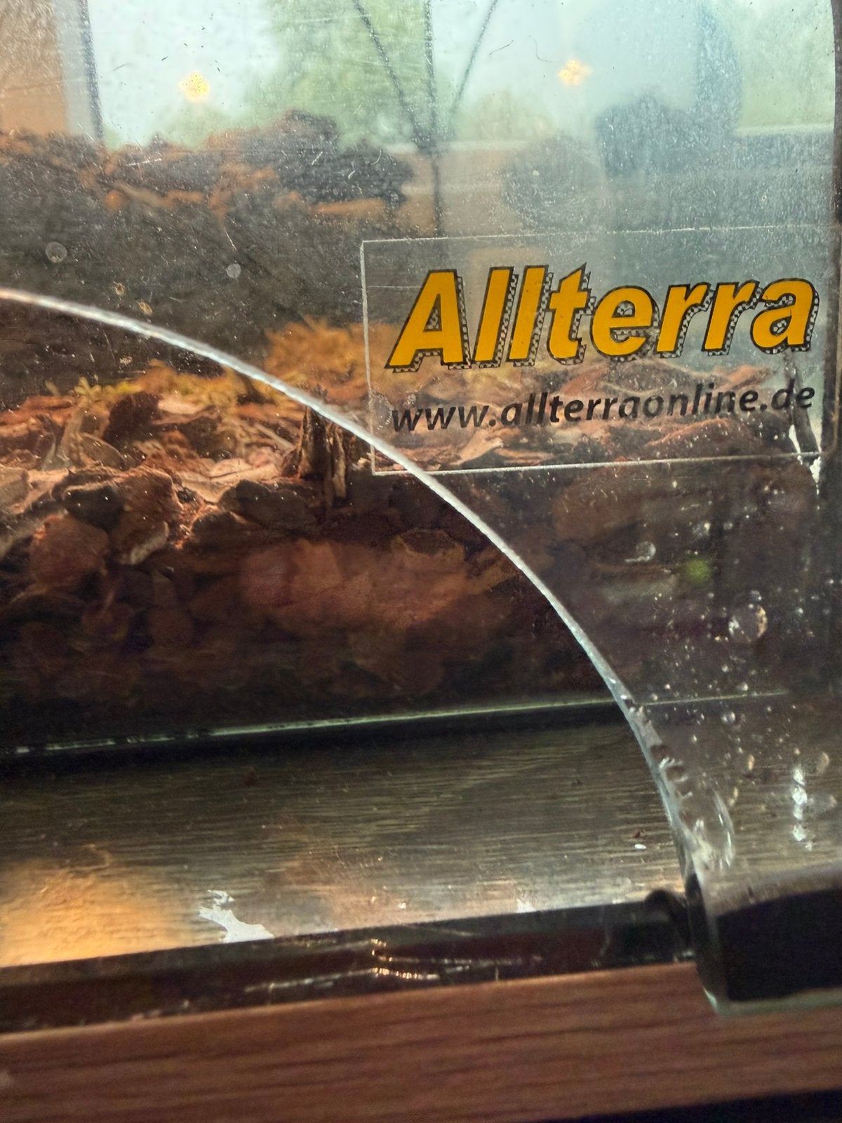 Ball pythons met terrariums Ball Python photo 8