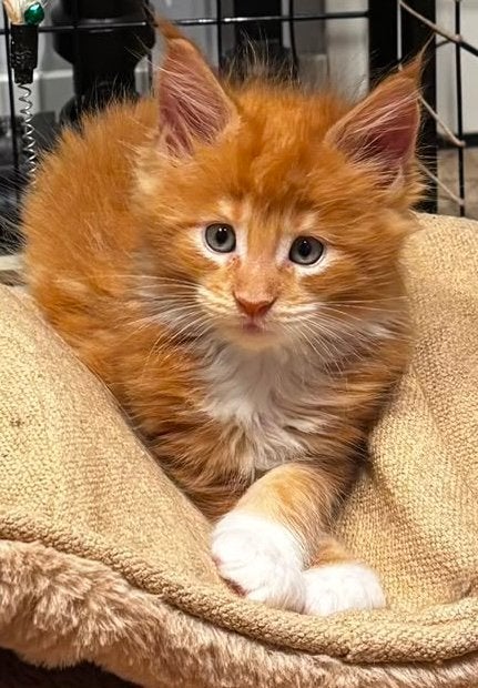 Super lieve Maine Coon kittens met stamboom, Dieren en Toebehoren, Meerdere dieren, Met stamboom