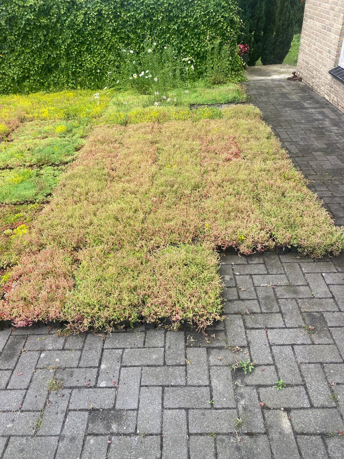 Sedum Groendak Cassettes - Kant en Klaar, Bodembedekkers, Volle zon, Vaste plant, Ophalen of Verzenden