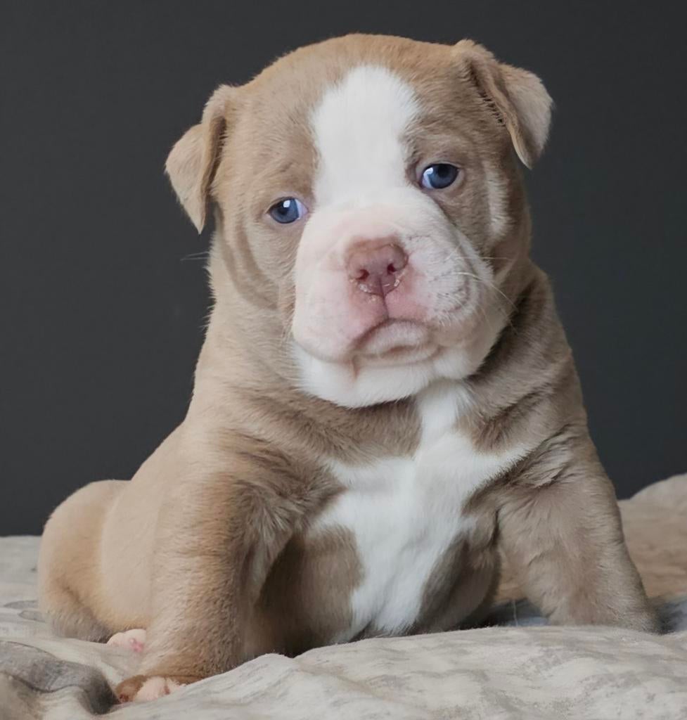 Prachtige Old English Bulldog pup teefje, Dieren en Toebehoren, Honden | Bulldogs, Pinschers en Molossers, 8 tot 15 weken, Meerdere