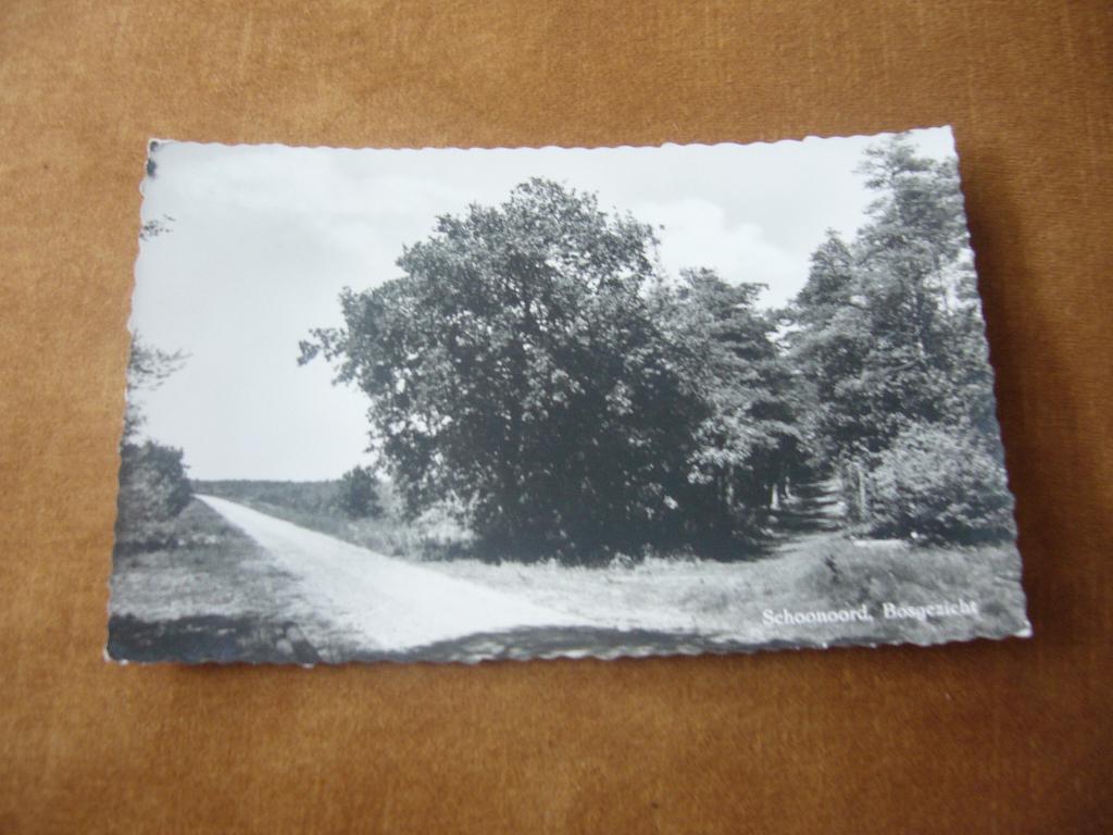 SCHOONOORD  =  BOSGEZICHT, Ophalen of Verzenden, 1940 tot 1960, Gelopen, Drenthe
