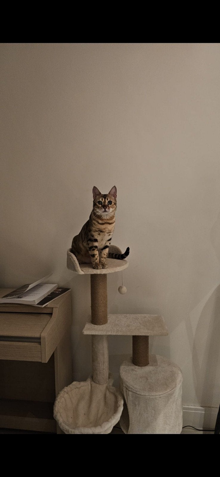Binnenkat poes gesteriliseerd, Dieren en Toebehoren, Poes, Kortharig, 3 tot 5 jaar