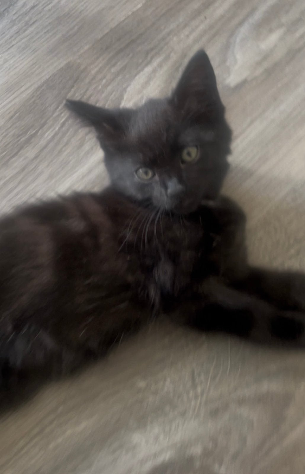 2 kittens aangeboden, Poes
