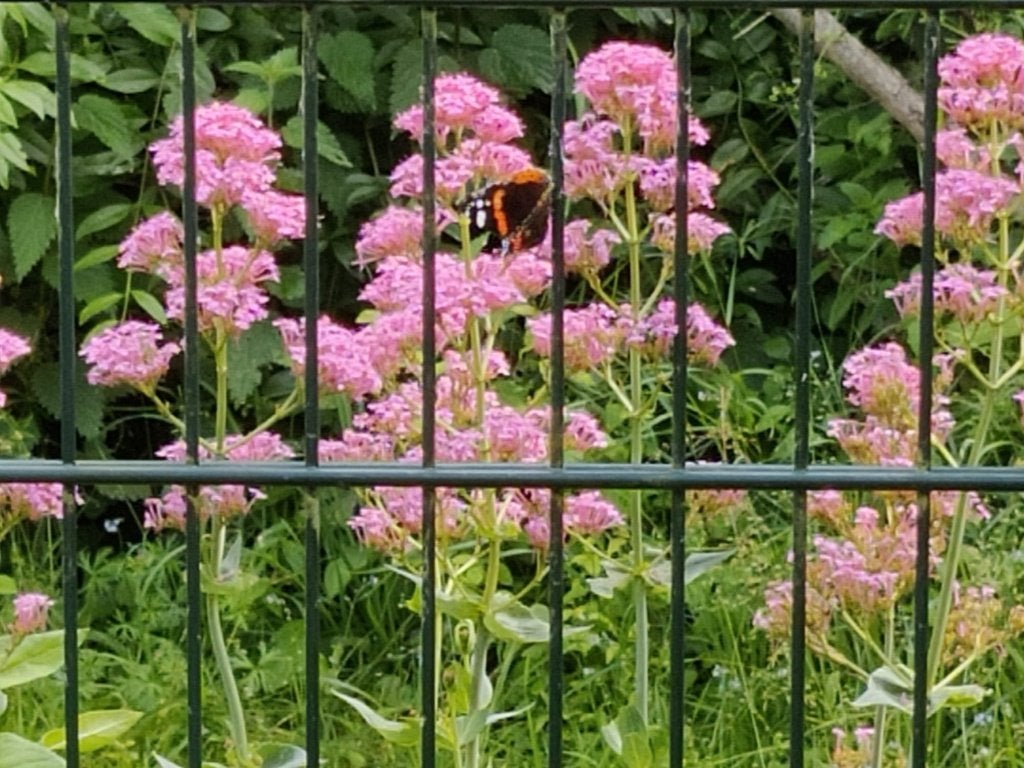 Spoorbloem, Tuin en Terras, Ophalen, Overige soorten, Volle zon