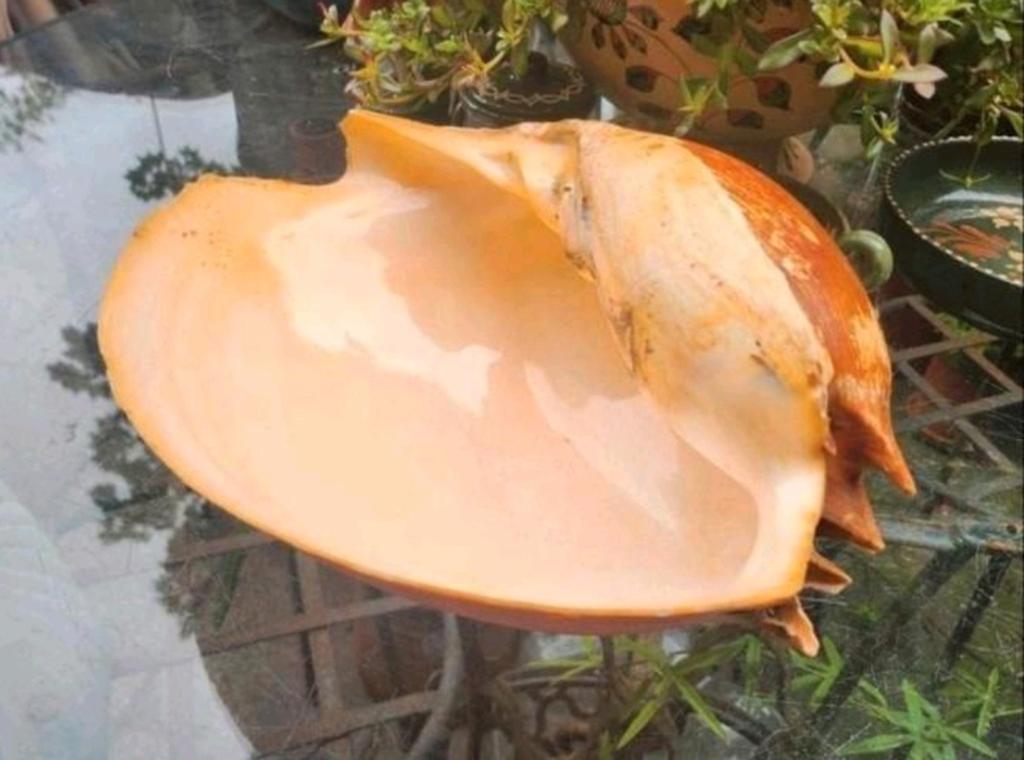 Oude Grote Schelp, Ophalen of Verzenden, Gebruikt, Rechthoekig, Hout