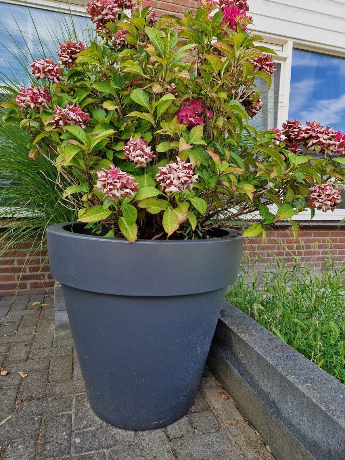 Grote bloempot/Grijs/Merk Elho/Met hortensia plant, Ophalen, Rond, Kunststof