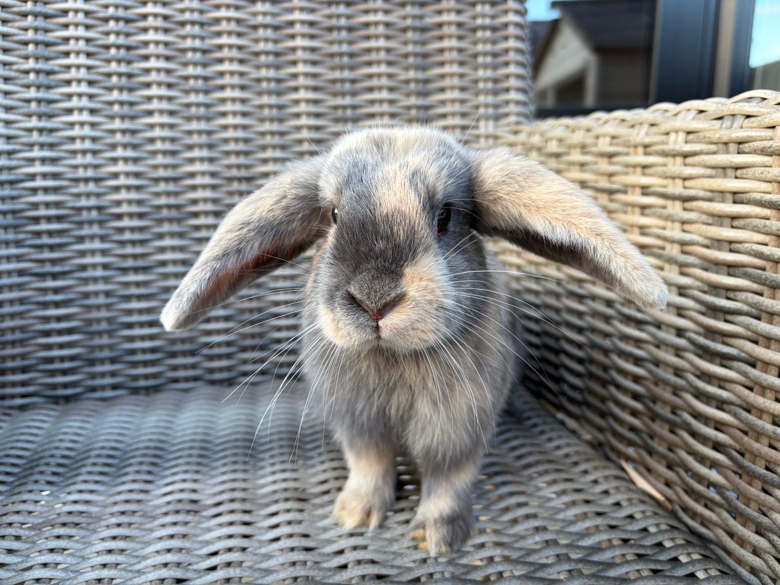 2 jonge konijntjes te koop, Dieren en Toebehoren, Konijnen, Meerdere dieren