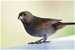 kweekkoppel Antilliaanse goudvinken, Dieren en Toebehoren, Meerdere dieren, Tropenvogel, Geringd