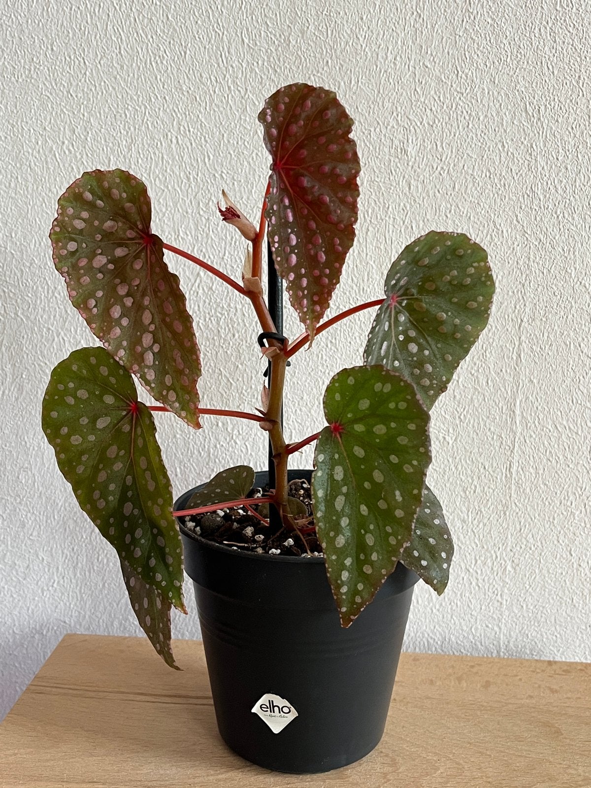 Begonia Malachosticta, Overige soorten, In pot, Minder dan 100 cm, Bloeiende kamerplant