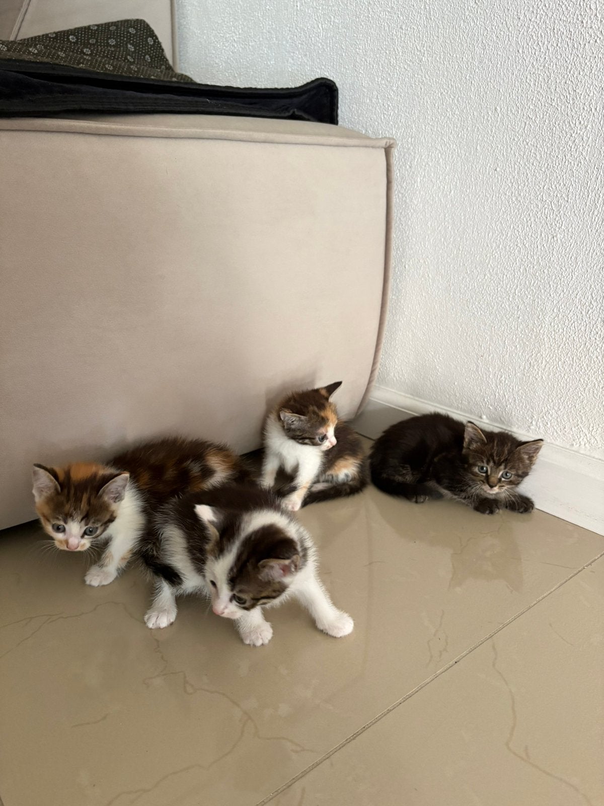 Kittens