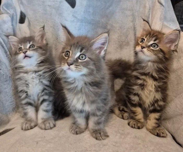 Maine Coon kittens, Meerdere dieren, Gechipt