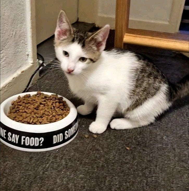Mooie kittens, Poes