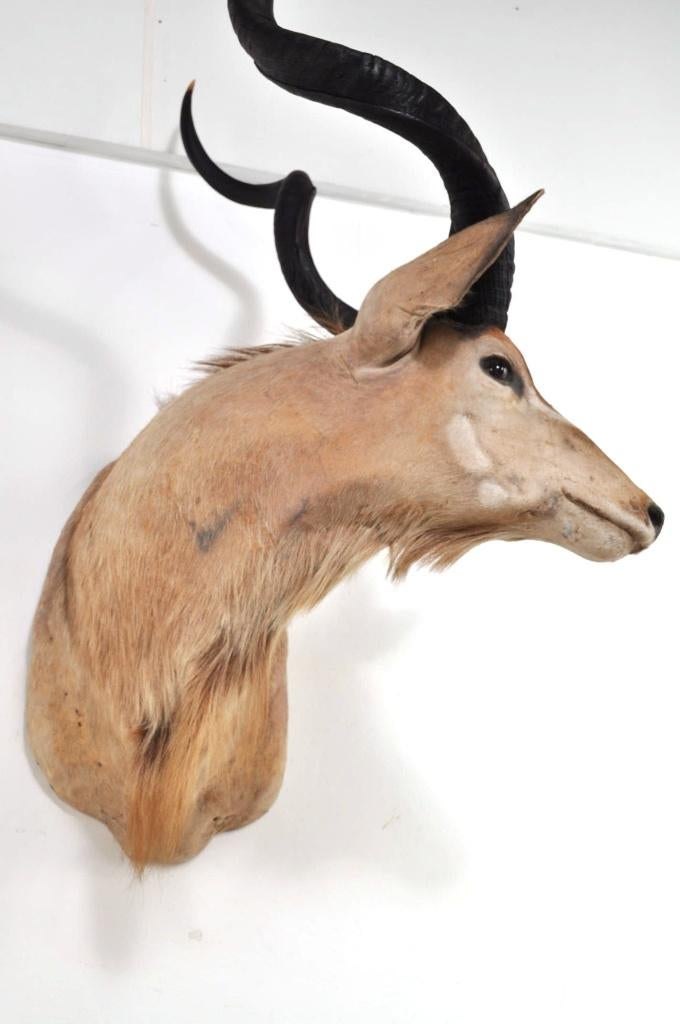Grote opgezette koedoe hoorns kop Afrika antilope EYECATCHER, Ophalen of Verzenden, Gebruikt, Wild dier, Gewei of Kop