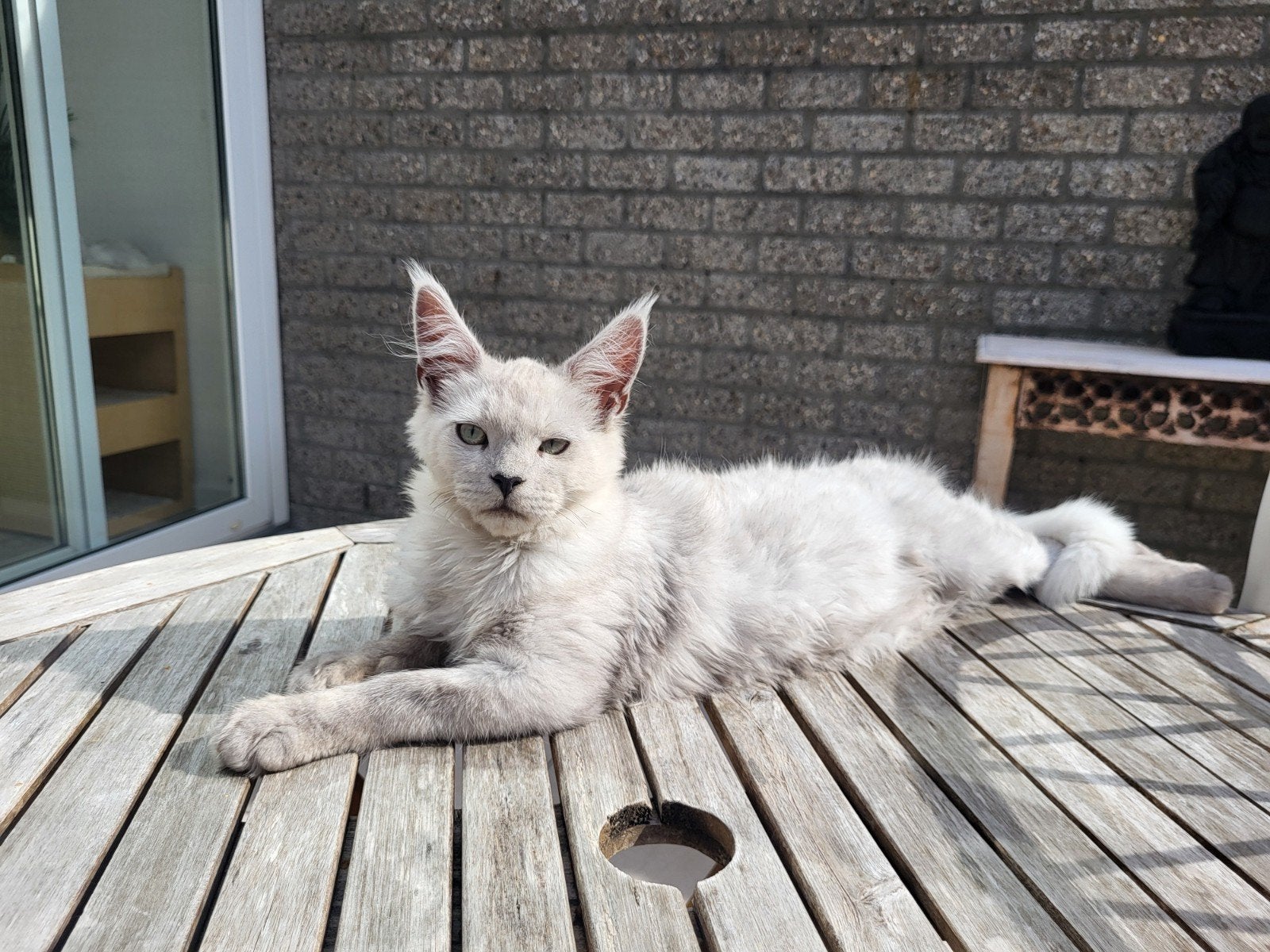 Maine Coon met ID contract, Kater, Met stamboom, 0 tot 2 jaar