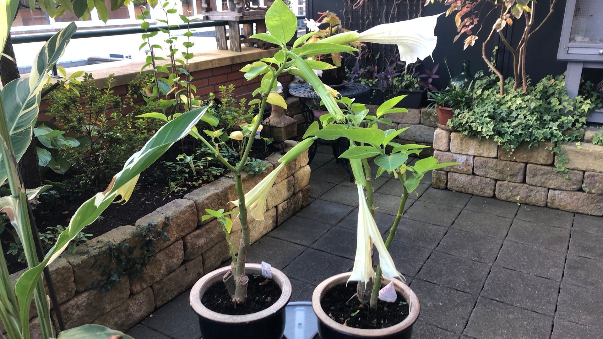 Brugmansia wit 2 x voor 8€.  Ezv, Ophalen of Verzenden, Overige soorten, Volle zon